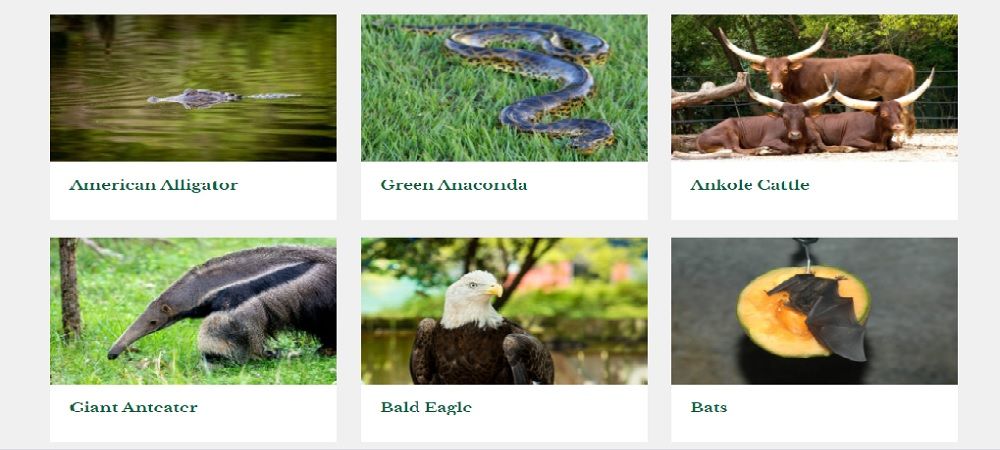 the animals page from the Houston Zoo website